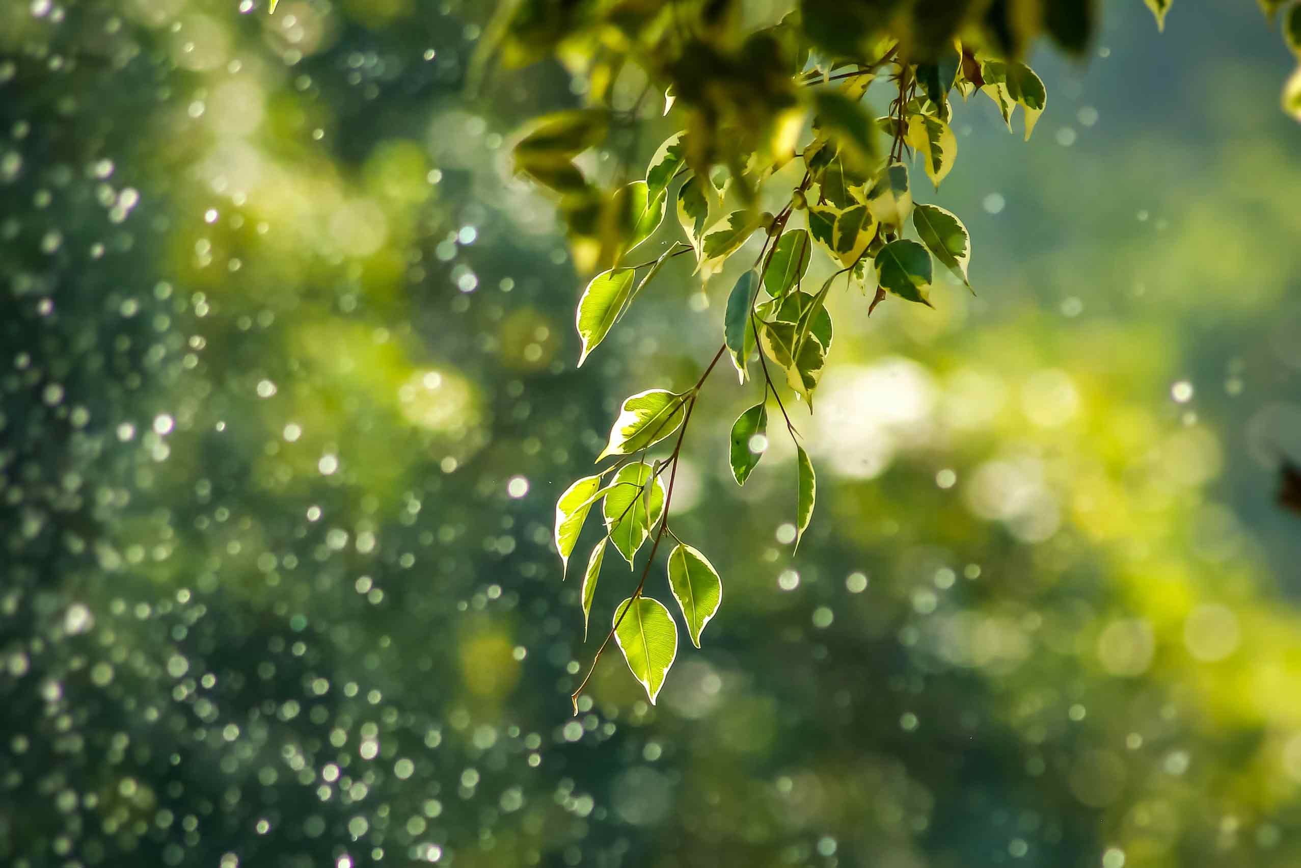 Image_EHL-SSTH_Sustainable-management-major_ecological_environmental-sustainability_V02
